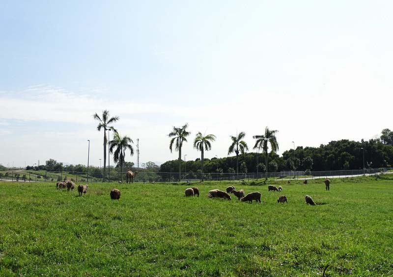 4-Malaysia-Agro-Exposition-Park-Serdang-MAEPS2