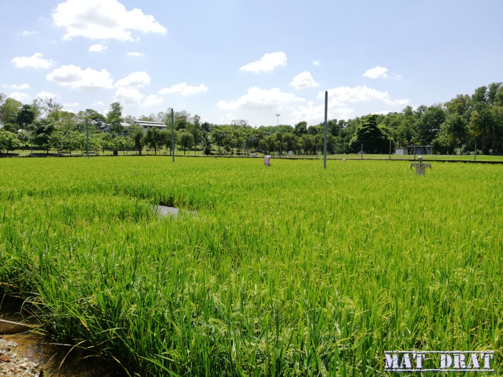 Maeps Laman Agro Padi Serdang (15)